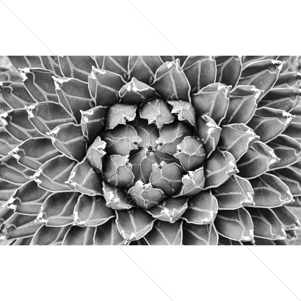 Monochrome Agave Cactus — Botanical custom art by ArtzFolio