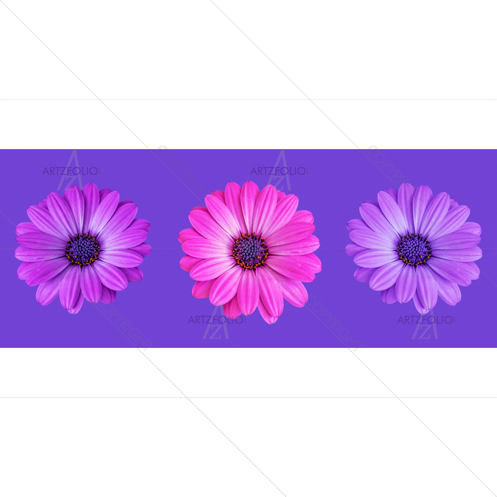Still Life African Cape Daisy D2 — custom-size art design 5014461