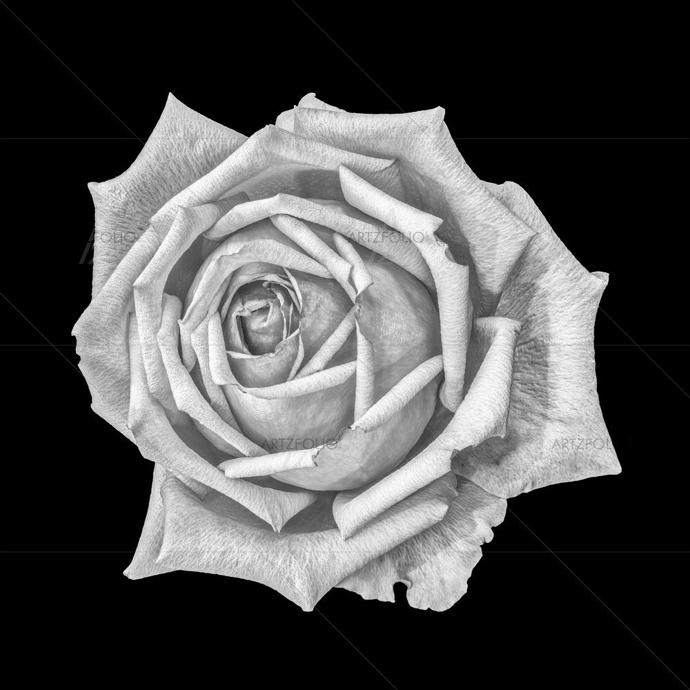 Still Life Black & White Rose D2 — custom-size art design 5014526