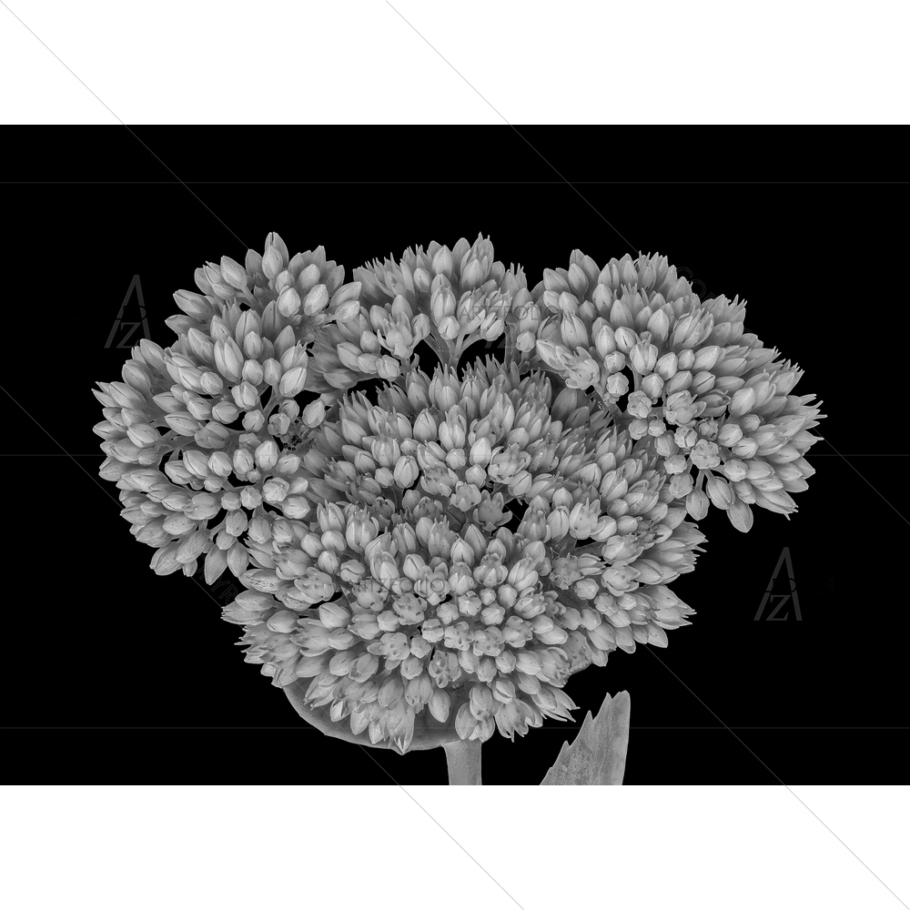 Still Life Stonecrop Flower — custom-size art design 5014527