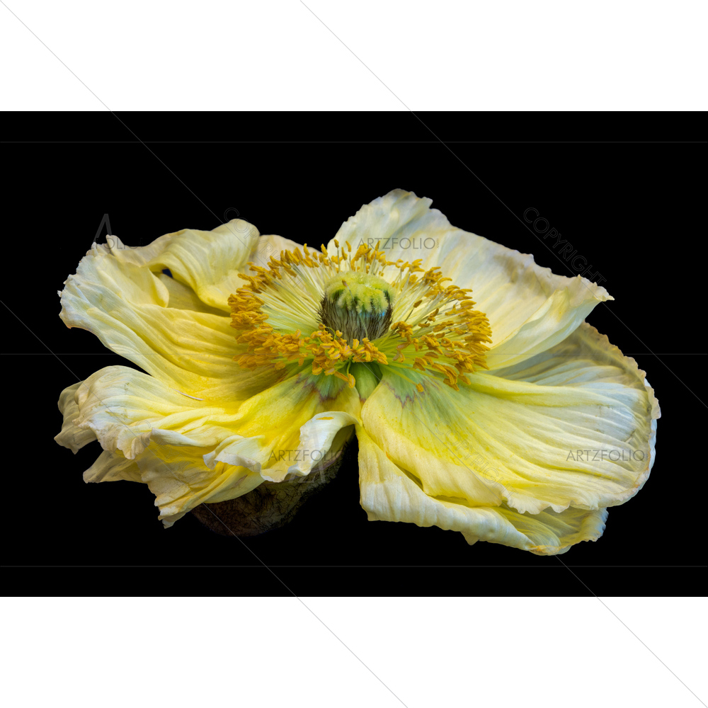 Still Life Yellow Poppy Blossom — custom-size art design 5014528