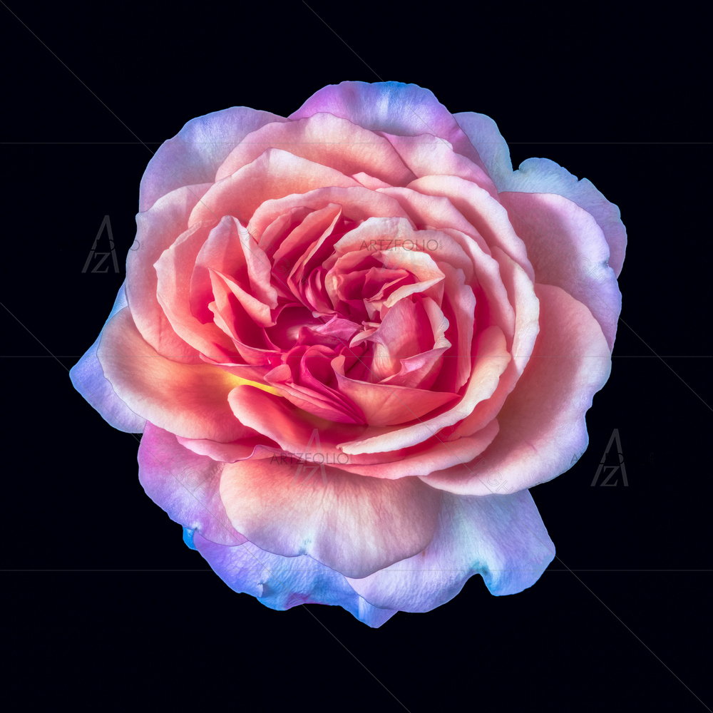 Still Life Colorful Rose — Botanical custom art by ArtzFolio