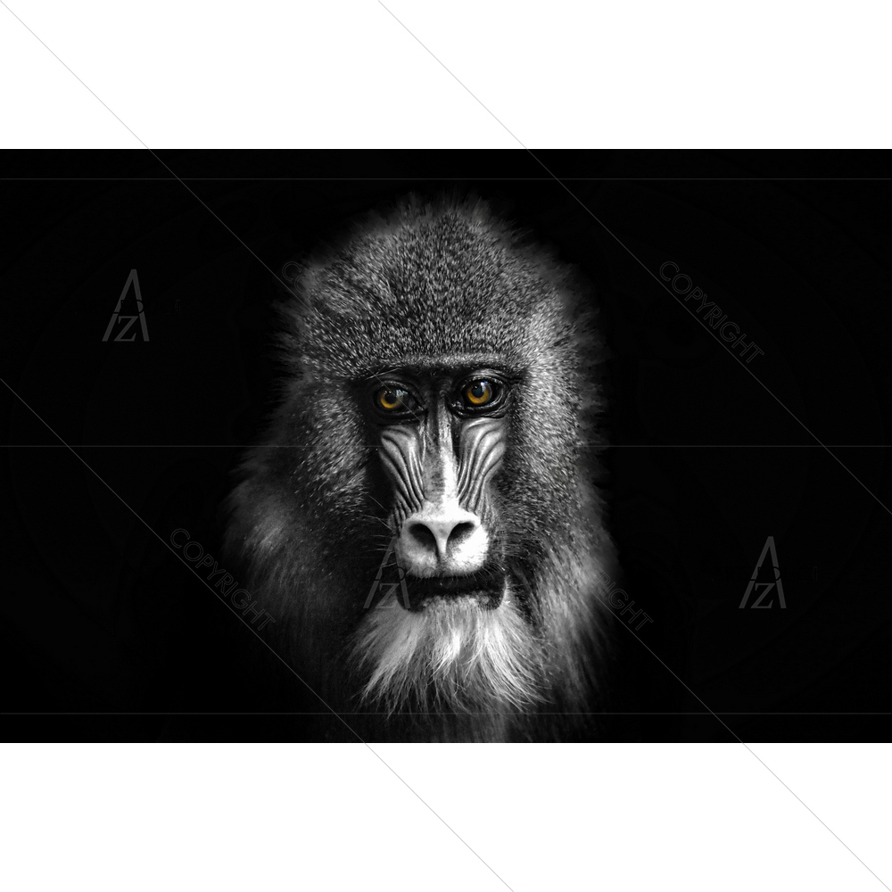 Baboon with Yellow Eyes — custom-size art design 5014561