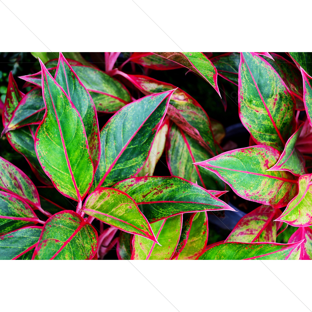 Tropical Ornamental Leaf — custom-size art design 5014591