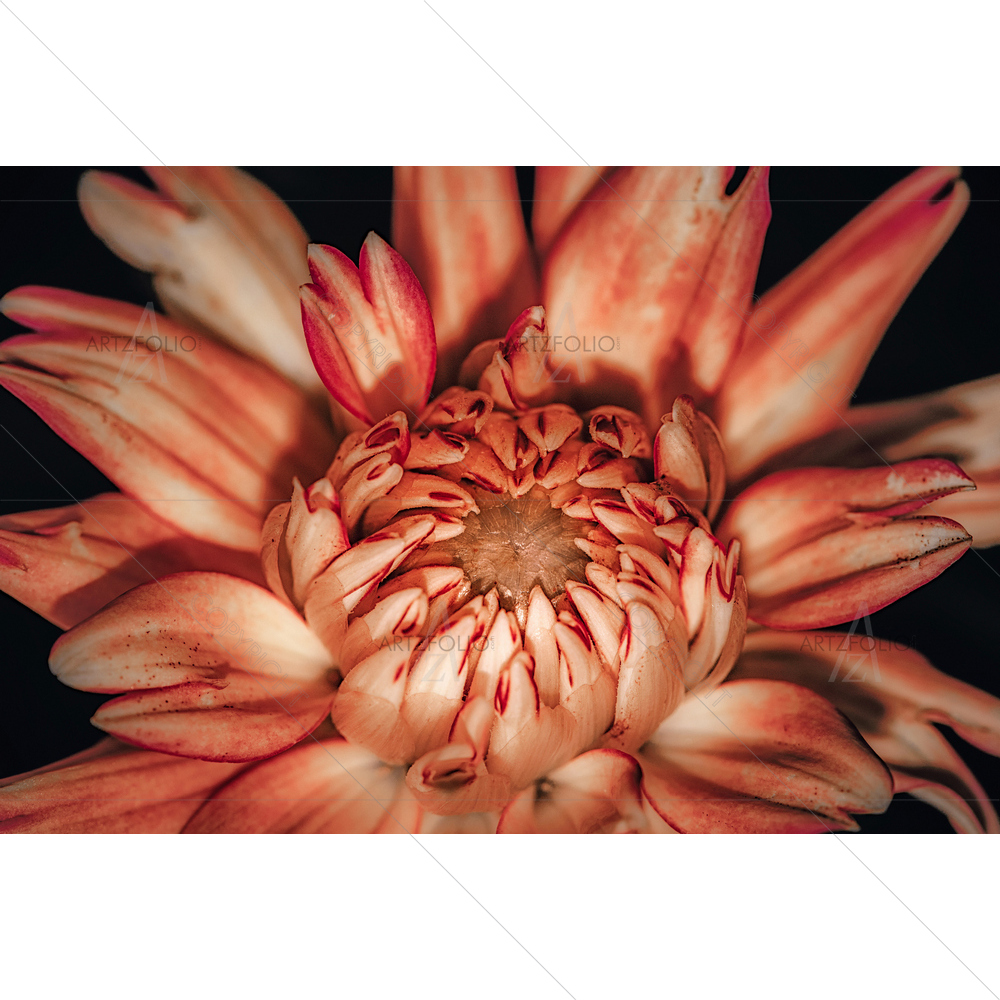Still Life Red Orange Dahlia — Botanical custom art by ArtzFolio