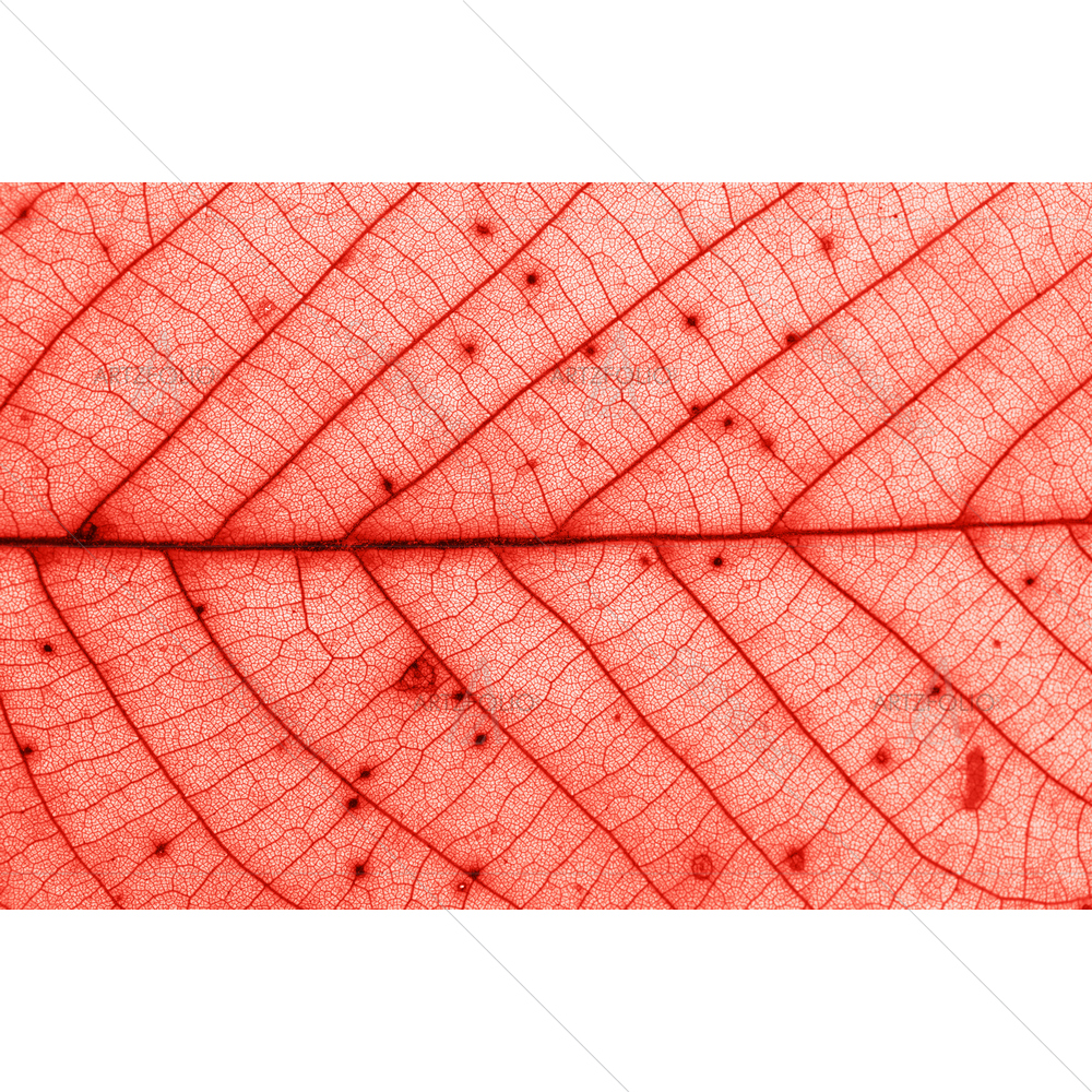 Autumn Orange Leaf with Brown Spots — Abstract custom art by ArtzFolio