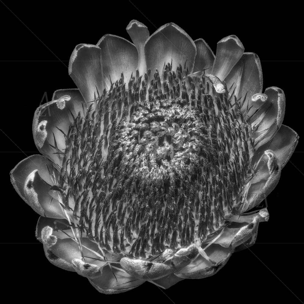 Monochrome Protea Blossom — Devotional custom art by ArtzFolio