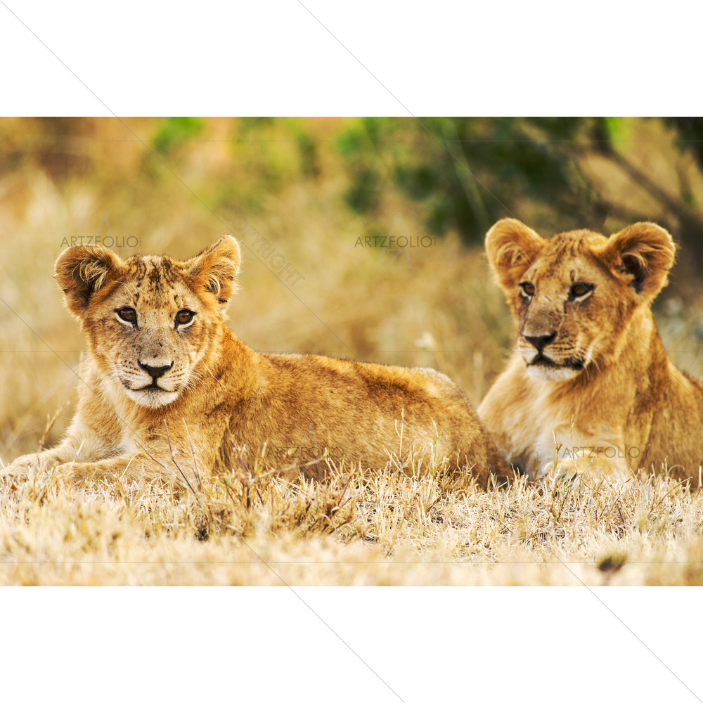 Two Lion Cubs — African custom art by ArtzFolio