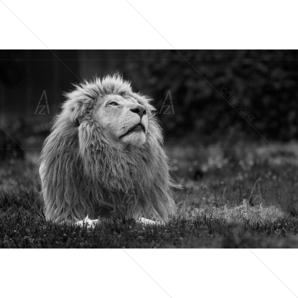 White Lion Portrait — custom-size art design 5014650