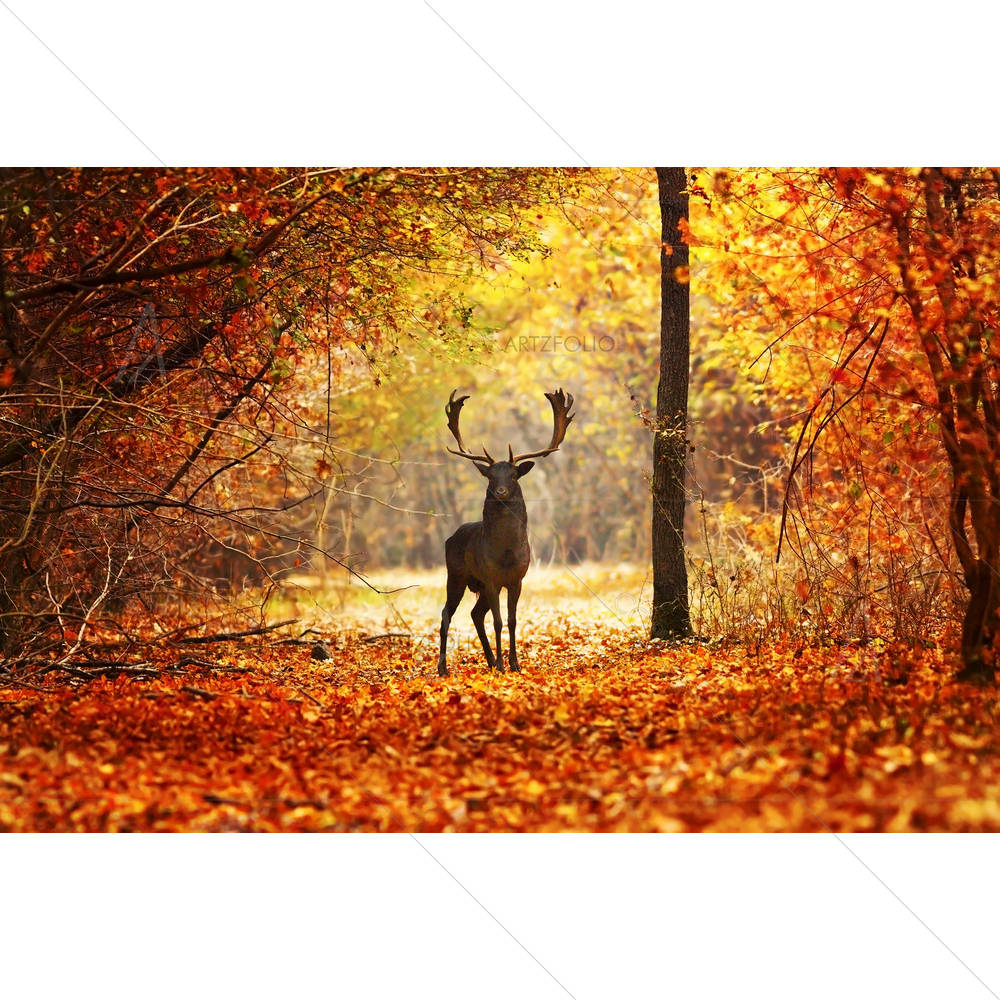 Fallow Deer Stag In Forest — Animals custom art by ArtzFolio