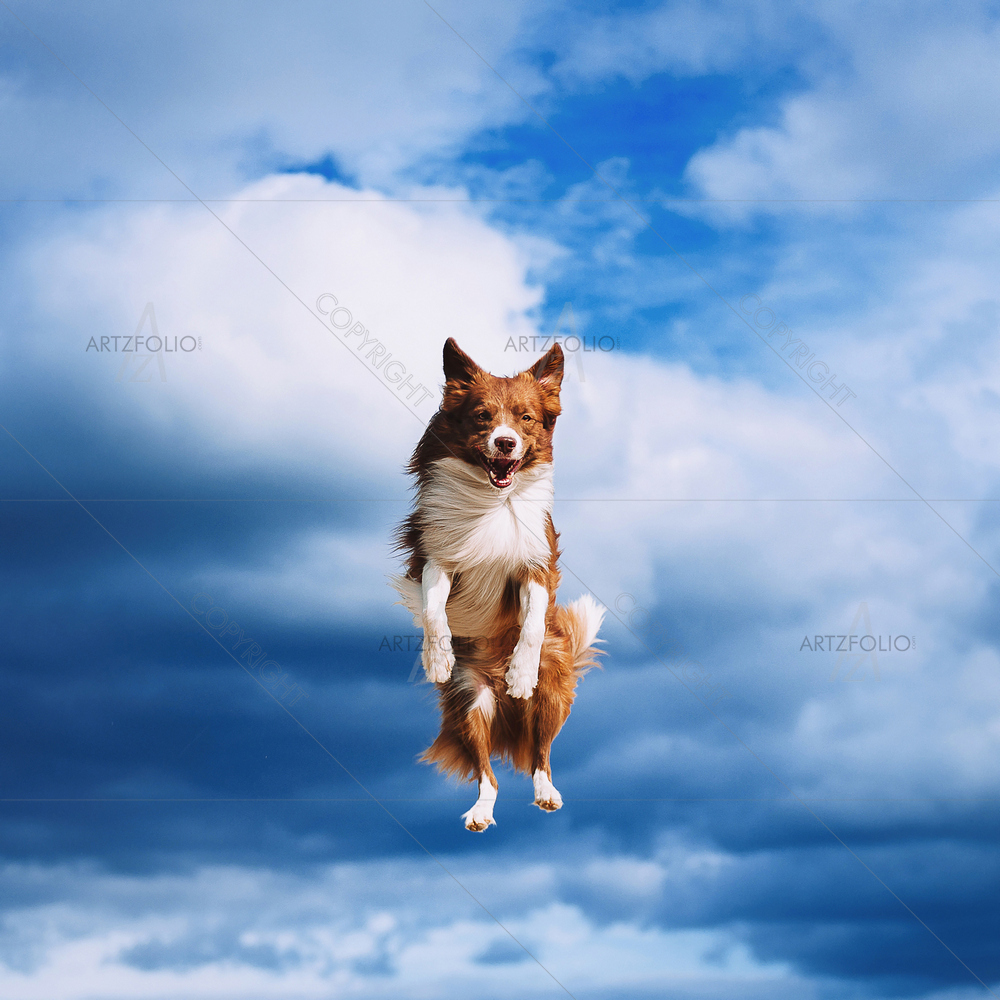 Dog Jumping on Sky — Animals custom art by ArtzFolio
