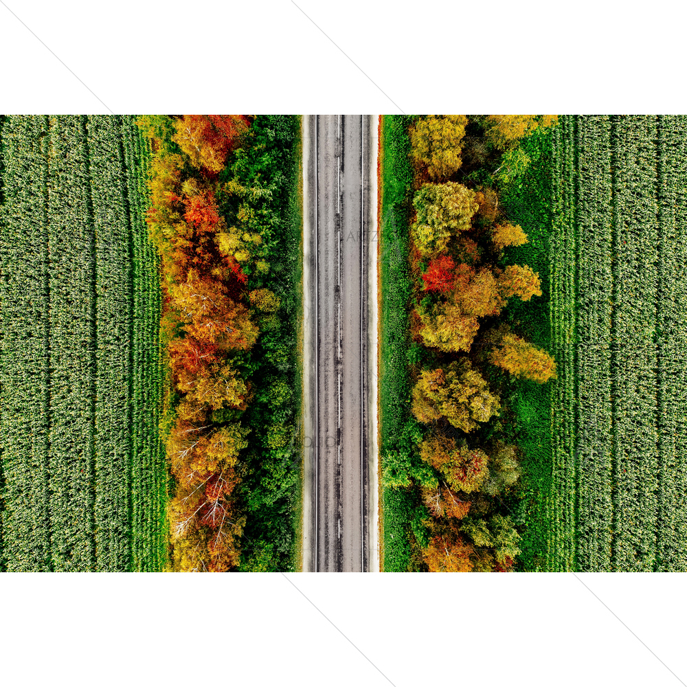 Aerial View of Autumn Forest — custom-size art design 5014974
