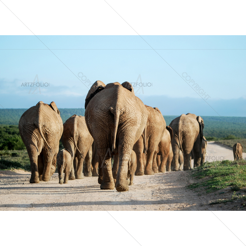 Elephant Herd, South Africa — African custom art by ArtzFolio