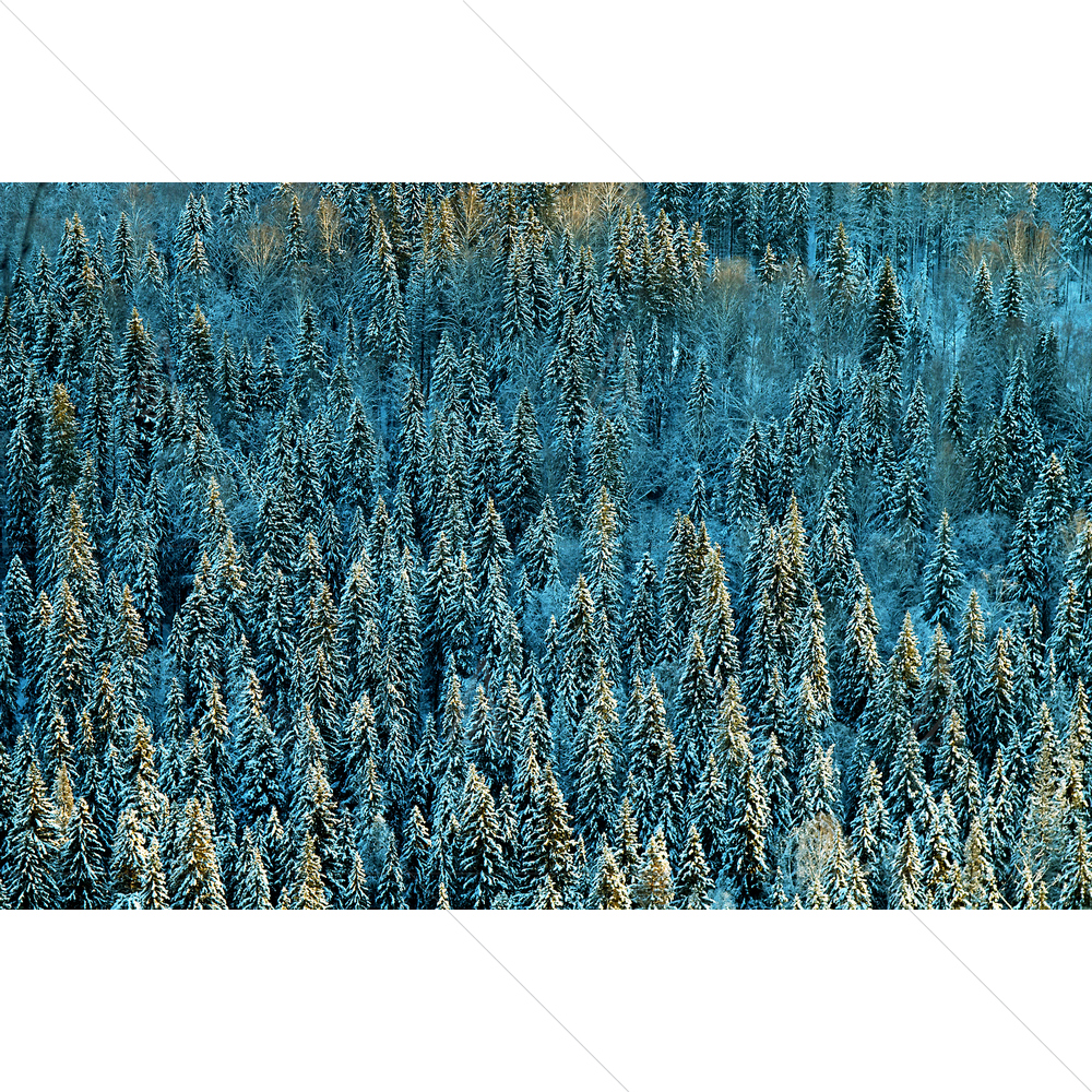 Coniferous Forest, Siberia — custom-size art design 5014976