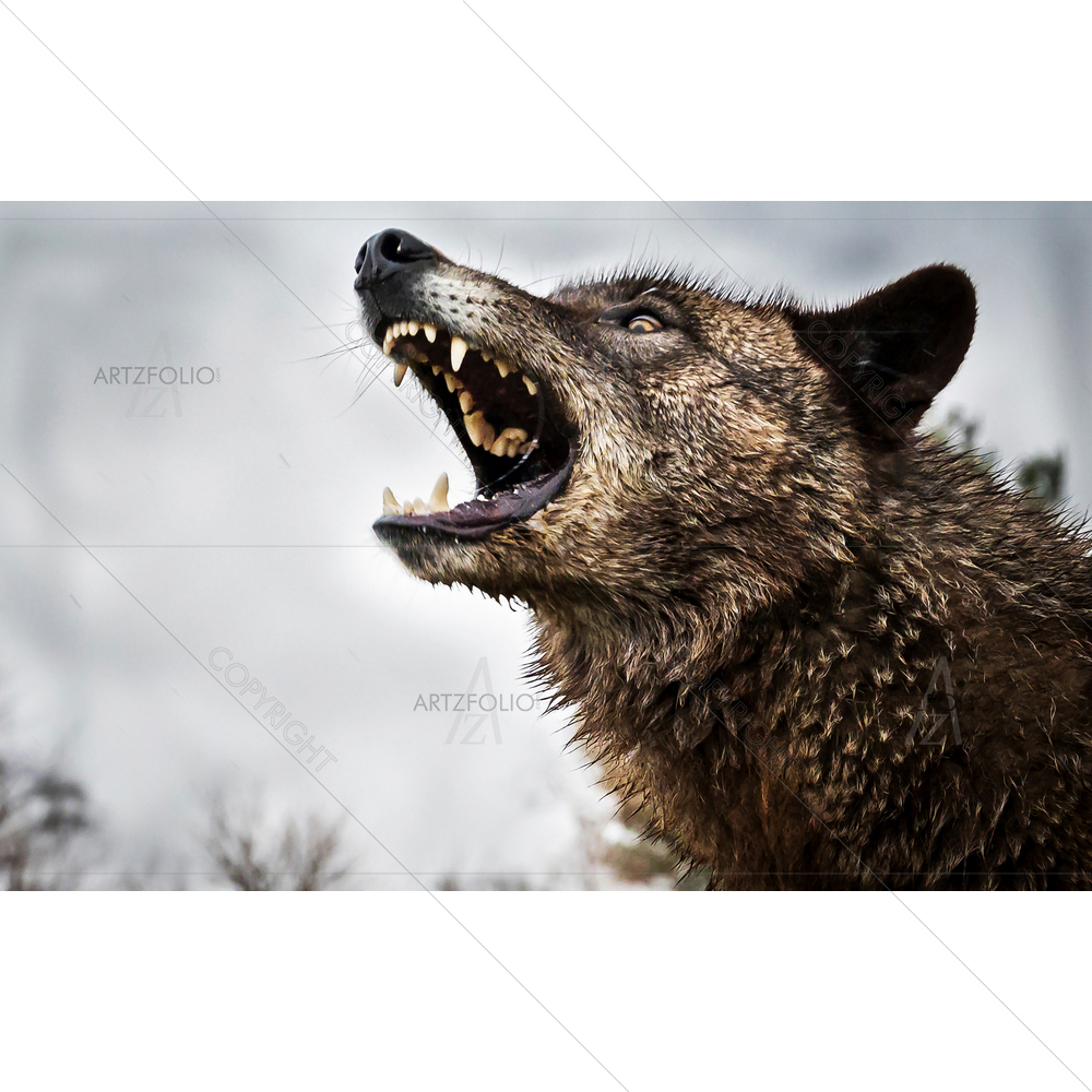 Wolves Fighting — custom-size art design 5014991