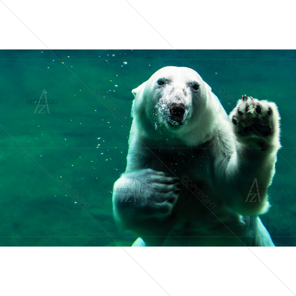 Bear in Water — Animals custom art by ArtzFolio